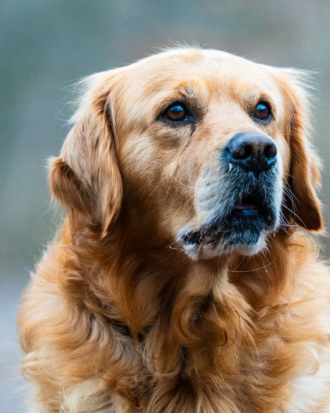A golden retriever looking up, waiting on the next adventure