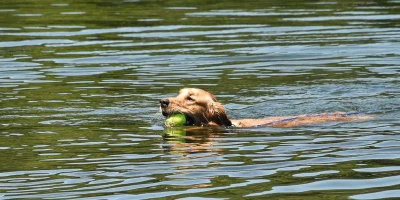 Swimming in the lake with his ball — the first swim