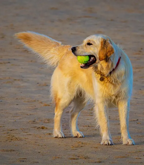 On the beach with the tennis ball he refuses to drop