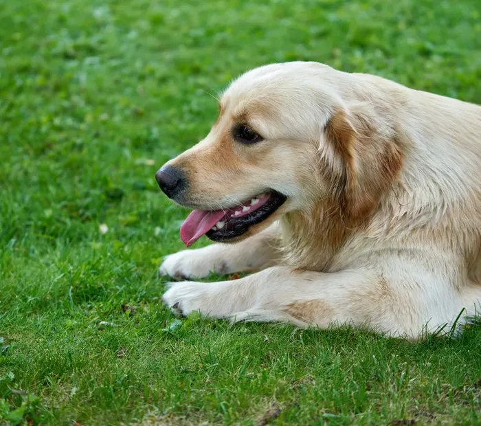 The same golden retriever flopped on the grass, tongue out