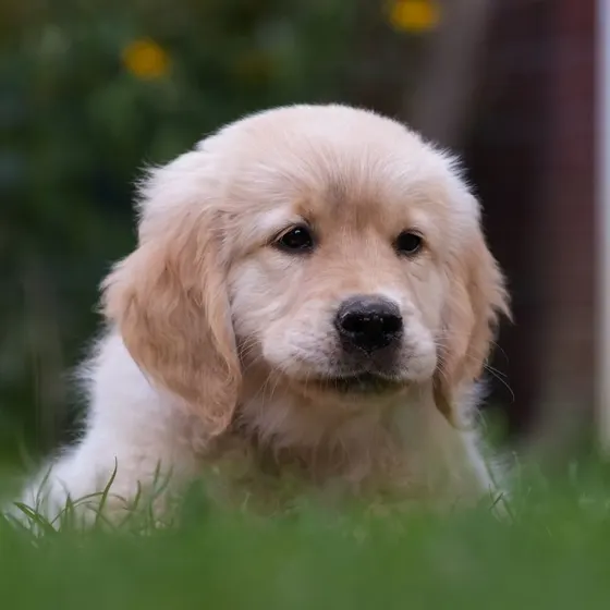 As a puppy, ears too big for his head