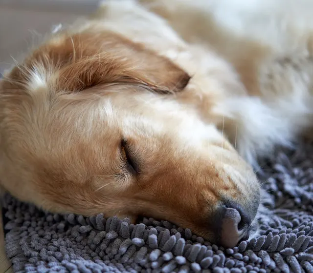 Asleep on his blanket after a big day